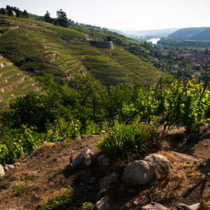 Côteaux de la Vallée du Rhône vers Vienne