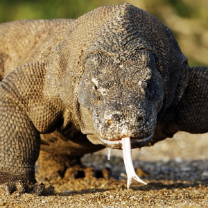 © Touroparc.zoo