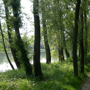 Berges du Rhône à Grigny